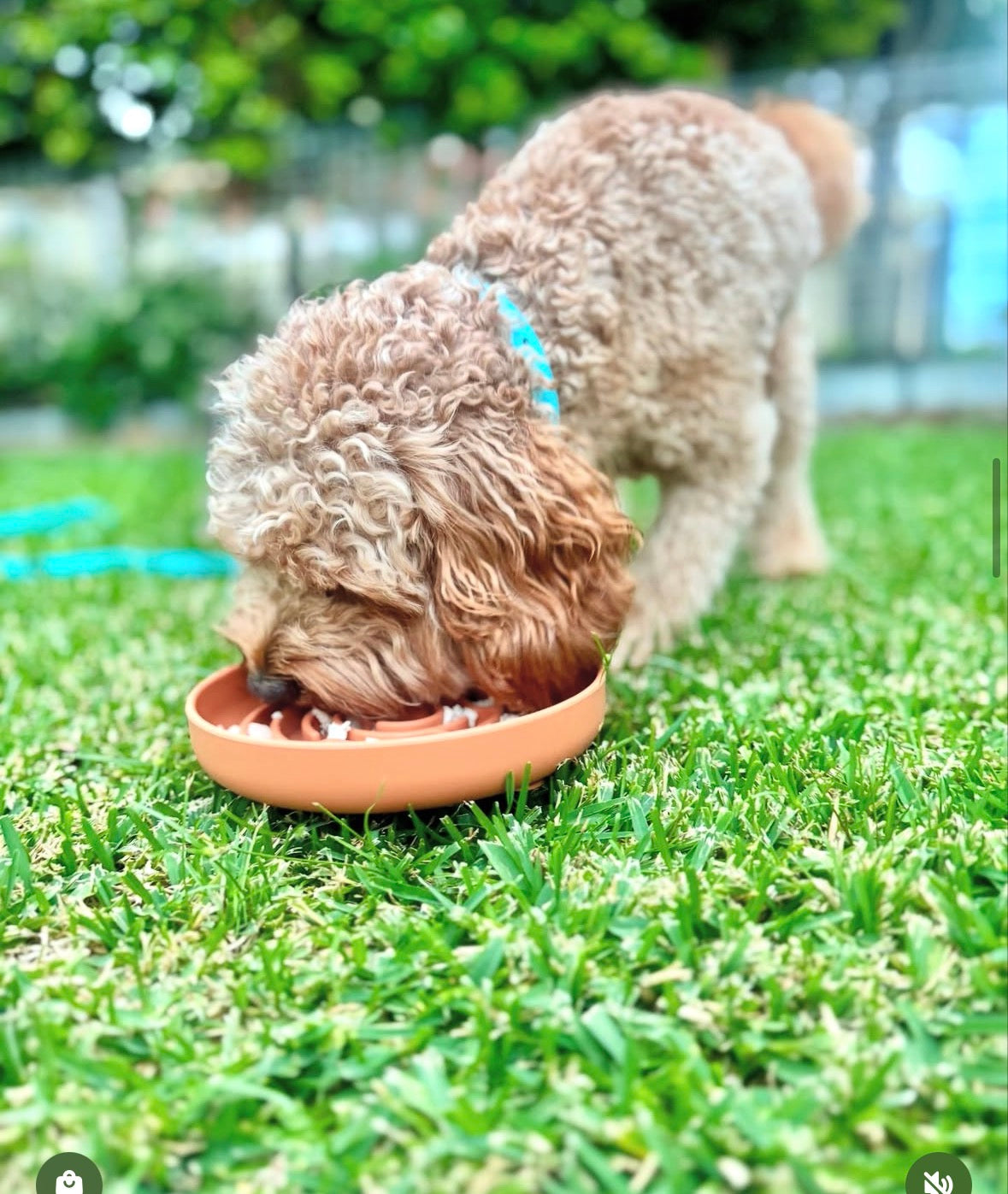 The Happy Oodle Calm Feeder Bowl