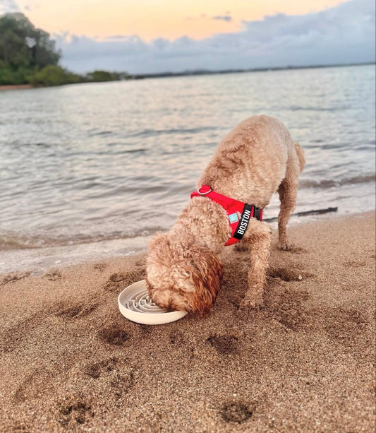 The Happy Oodle Calm Feeder Bowl